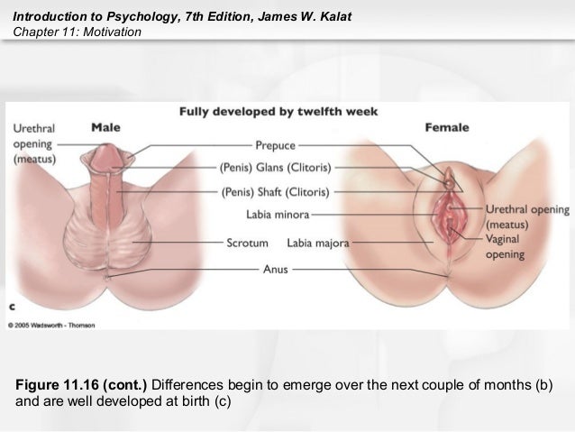 Age at which clitoris developes images 982